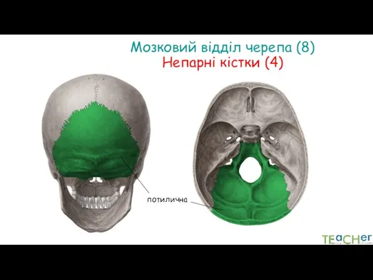 Мозковий відділ черепа (8) Непарні кістки (4) потилична