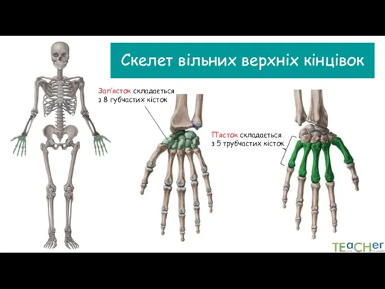 Скелет вільних верхніх кінцівок Зап’ясток складається з 8 губчастих кісток П’ясток складається з 5 трубчастих кісток