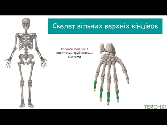 Скелет вільних верхніх кінцівок Фаланги пальців є короткими трубчастими кістками