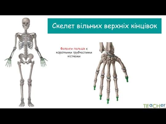 Скелет вільних верхніх кінцівок Фаланги пальців є короткими трубчастими кістками