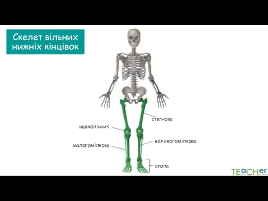 Скелет вільних нижніх кінцівок стегнова малогомілкова великогомілкова надколінник стопа