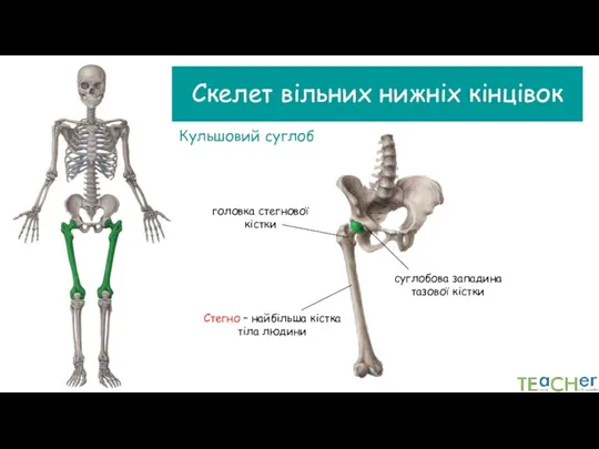 Скелет вільних нижніх кінцівок Кульшовий суглоб Стегно – найбільша кістка тіла людини головка стегнової кістки
