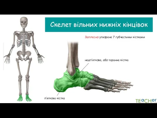 Скелет вільних нижніх кінцівок Заплесно утворене 7 губчастими кістками п’яткова кістка надп’яткова, або таранна кістка