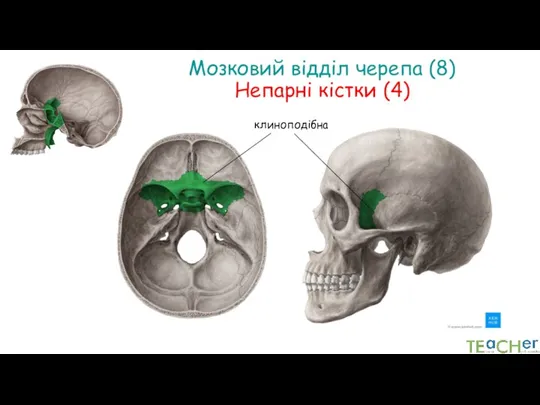Мозковий відділ черепа (8) Непарні кістки (4) клиноподібна