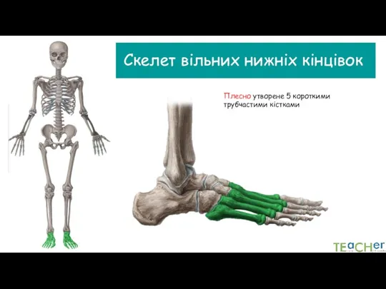 Скелет вільних нижніх кінцівок Плесно утворене 5 короткими трубчастими кістками