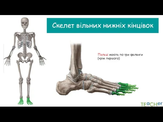 Скелет вільних нижніх кінцівок Пальці мають по три фаланги (крім першого)