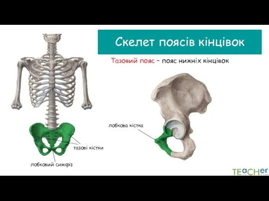 Скелет поясів кінцівок Тазовий пояс – пояс нижніх кінцівок лобкова кістка