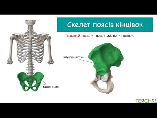 Скелет поясів кінцівок Тазовий пояс – пояс нижніх кінцівок клубова кістка