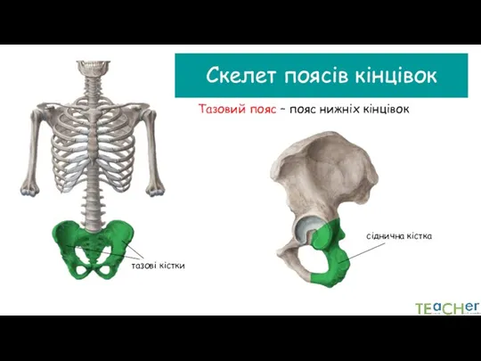 Скелет поясів кінцівок Тазовий пояс – пояс нижніх кінцівок сіднична кістка