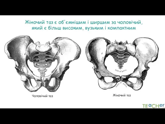 Чоловічий таз Жіночий таз Жіночий таз є об'ємнішим і ширшим за чоловічий,