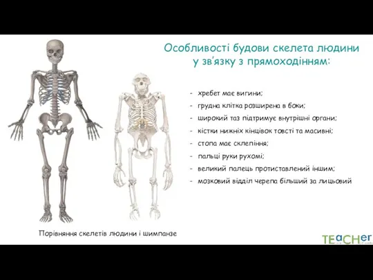 Особливості будови скелета людини у зв’язку з прямоходінням: хребет має вигини; грудна