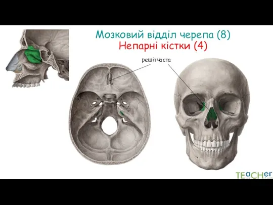 Мозковий відділ черепа (8) Непарні кістки (4) решітчаста