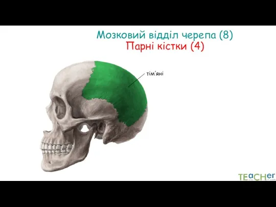 Мозковий відділ черепа (8) Парні кістки (4) тім’яні