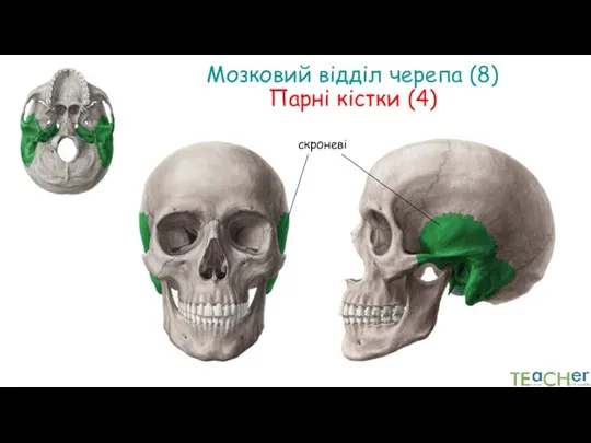 Мозковий відділ черепа (8) Парні кістки (4) скроневі