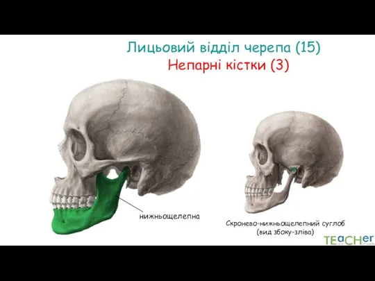 Скронево-нижньощелепний суглоб (вид збоку-зліва) Лицьовий відділ черепа (15) нижньощелепна Непарні кістки (3)