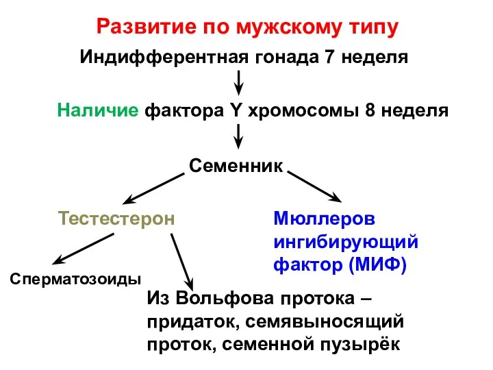 Развитие по мужскому типу Индифферентная гонада 7 неделя Наличие фактора Y хромосомы