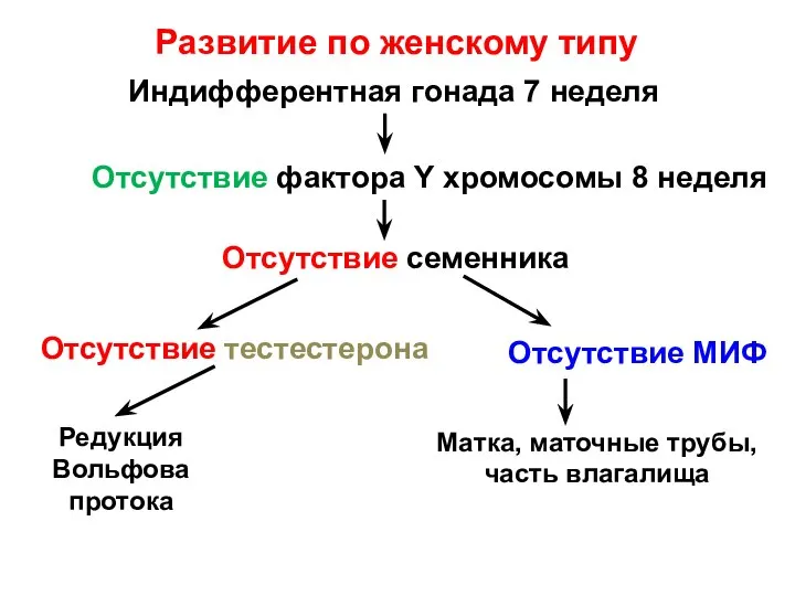 Развитие по женскому типу Индифферентная гонада 7 неделя Отсутствие фактора Y хромосомы