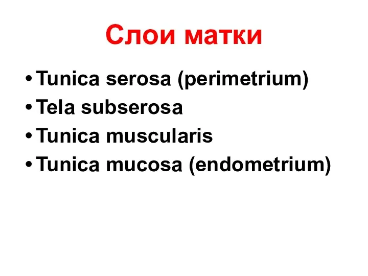 Слои матки Tunica serosa (perimetrium) Tela subserosa Tunica muscularis Tunica mucosa (endometrium)