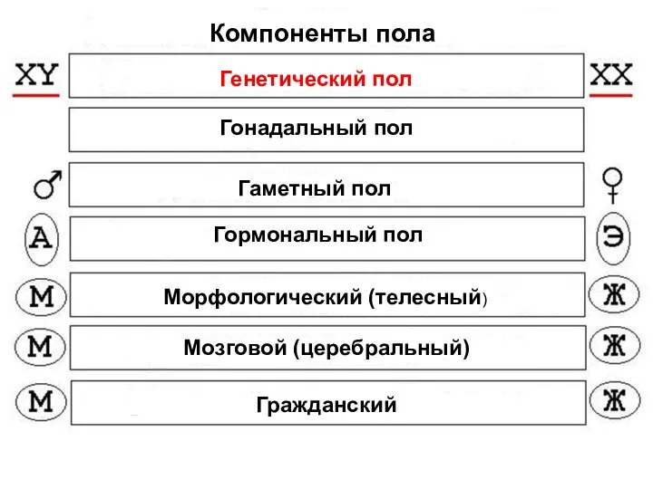 Компоненты пола Генетический пол Гонадальный пол Гаметный пол Гормональный пол Морфологический (телесный) Мозговой (церебральный) Гражданский