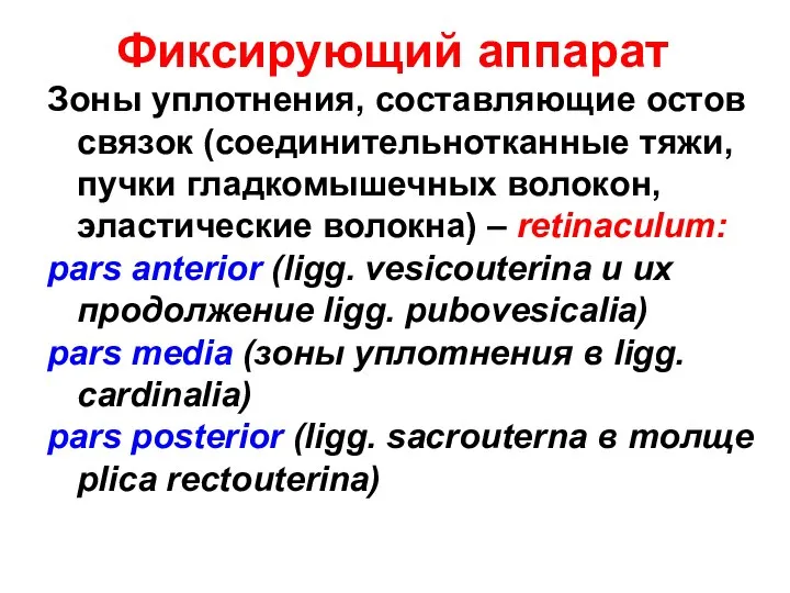 Фиксирующий аппарат Зоны уплотнения, составляющие остов связок (соединительнотканные тяжи, пучки гладкомышечных волокон,