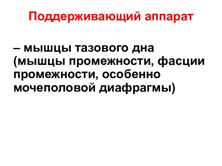 Поддерживающий аппарат – мышцы тазового дна (мышцы промежности, фасции промежности, особенно мочеполовой диафрагмы)