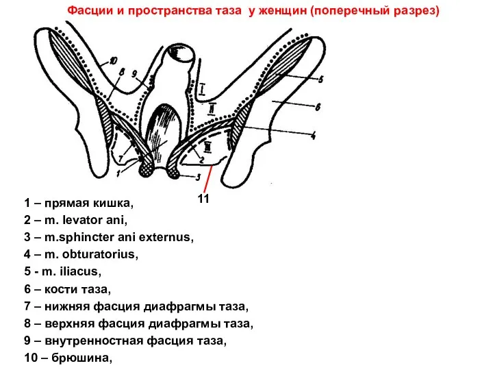 Фасции и пространства таза у женщин (поперечный разрез) 1 – прямая кишка,