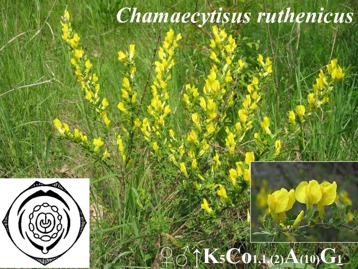 Chamaecytisus ruthenicus ♀♂↑K5Co1,1,(2)A(10)G1