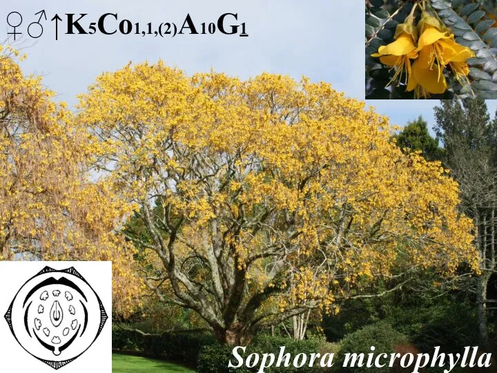 Sophora microphylla ♀♂↑K5Co1,1,(2)A10G1