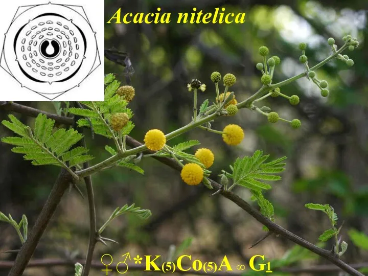 Acacia nitelica ♀♂*K(5)Co(5)A ∞ G1