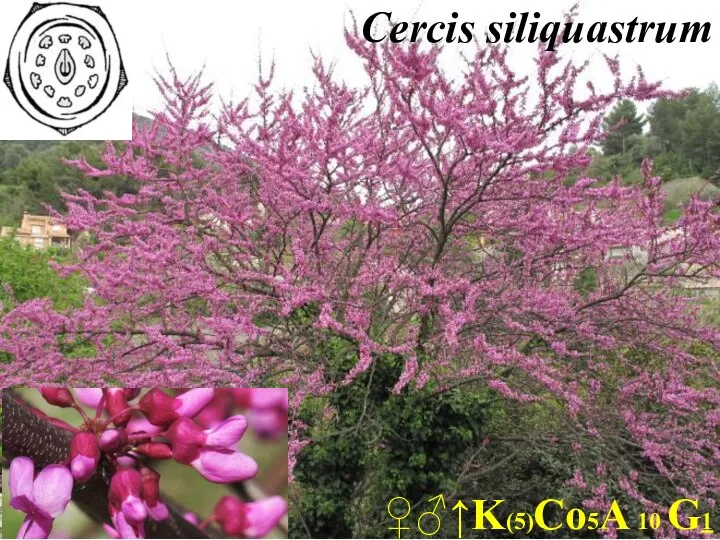 Cercis siliquastrum ♀♂↑K(5)Co5A 10 G1