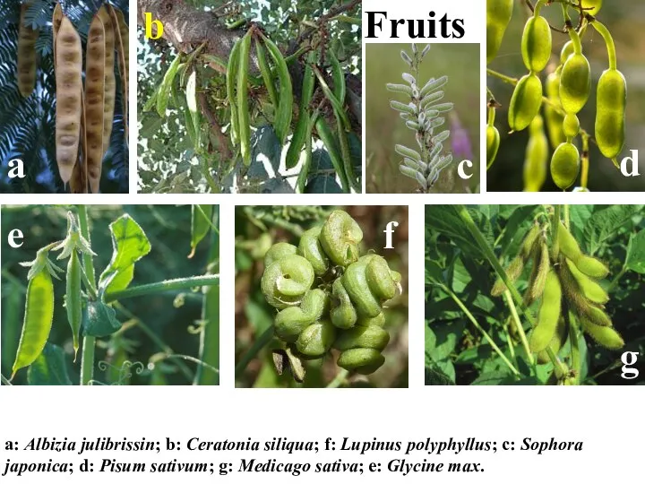 Fruits a a: Albizia julibrissin; b: Ceratonia siliqua; f: Lupinus polyphyllus; c: