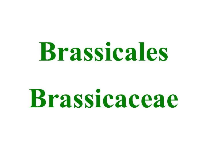 Brassicales Brassicaceae