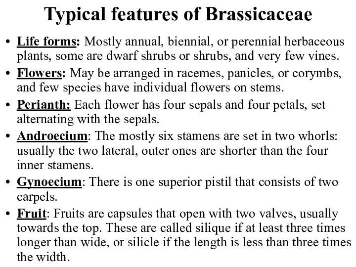 Typical features of Brassicaceae Life forms: Mostly annual, biennial, or perennial herbaceous