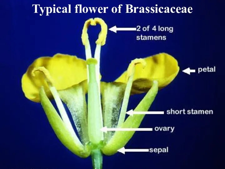 Typical flower of Brassicaceae