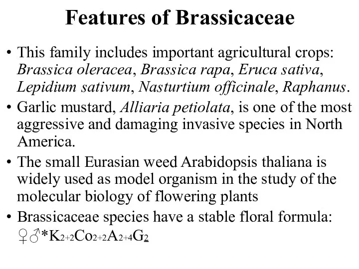 Features of Brassicaceae This family includes important agricultural crops: Brassica oleracea, Brassica