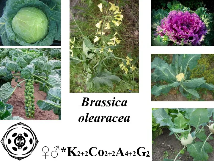 Brassica olearacea ♀♂*K2+2Co2+2A4+2G2