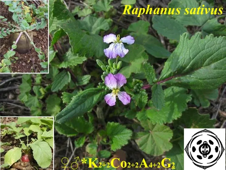 Raphanus sativus ♀♂*K2+2Co2+2A4+2G2