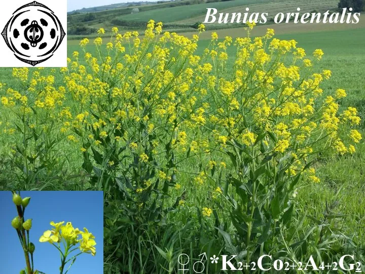 Bunias orientalis ♀♂*K2+2Co2+2A4+2G2