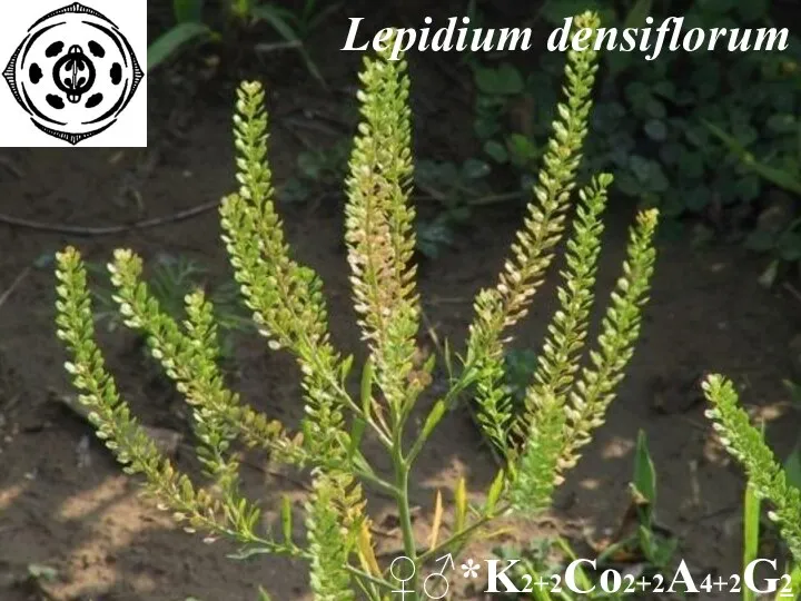 Lepidium densiflorum ♀♂*K2+2Co2+2A4+2G2