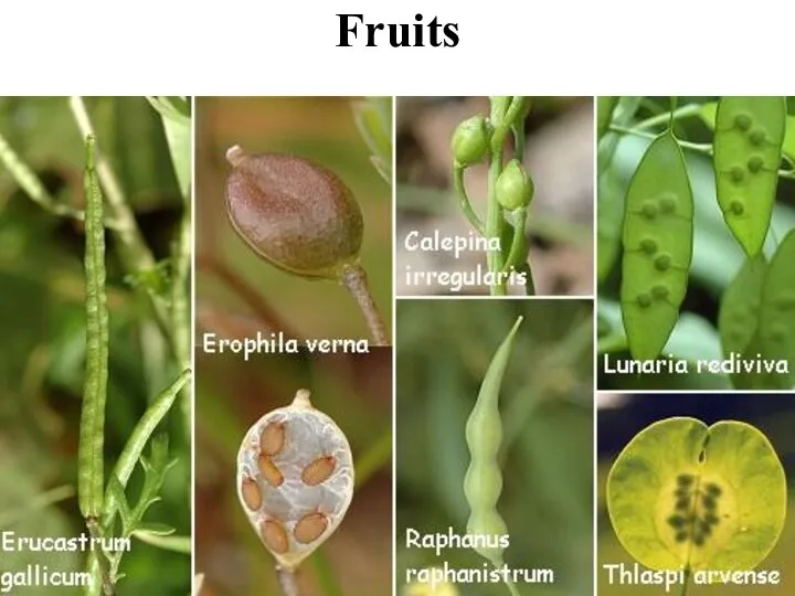 Fruits