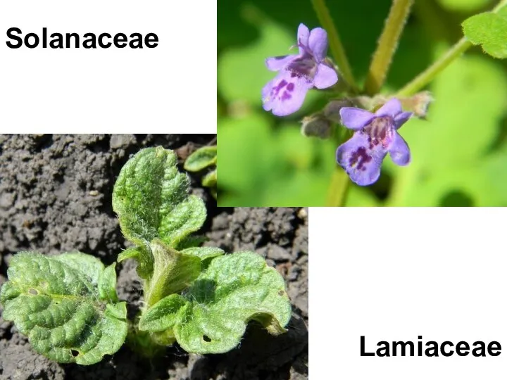 Solanaceae Lamiaceae