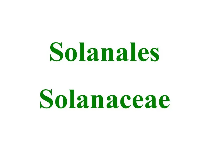 Solanales Solanaceae