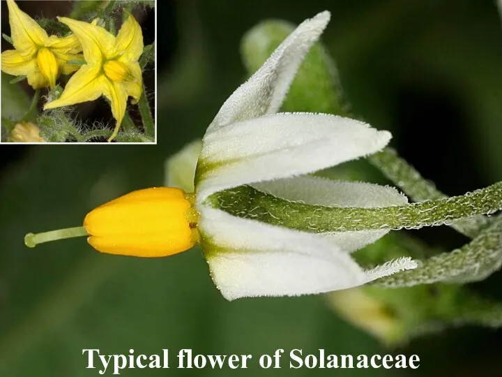 Typical flower of Solanaceae