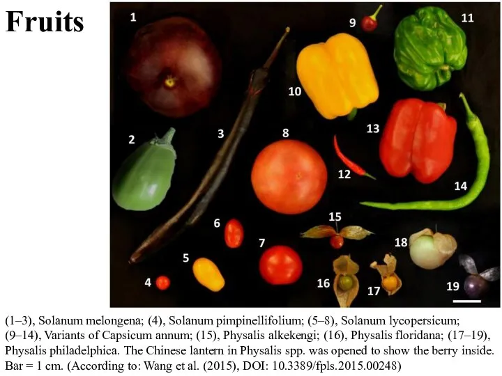 Fruits (1–3), Solanum melongena; (4), Solanum pimpinellifolium; (5–8), Solanum lycopersicum; (9–14), Variants