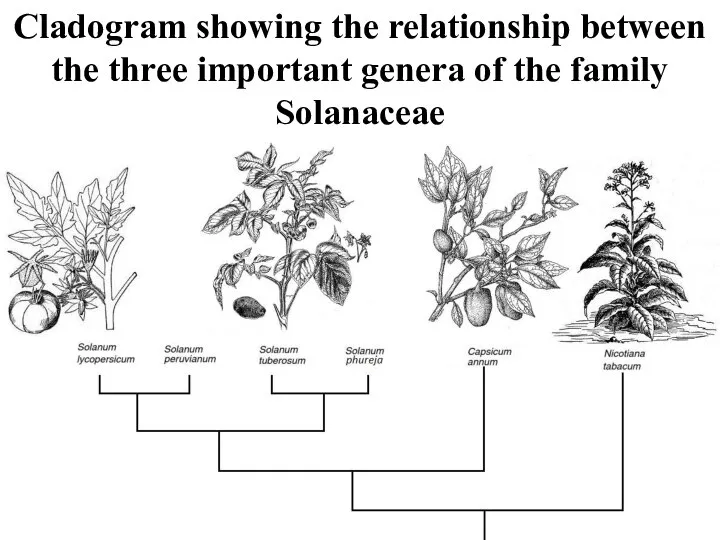 Cladogram showing the relationship between the three important genera of the family Solanaceae