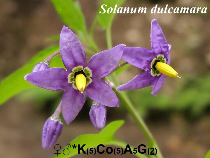 ♀♂*K(5)Co(5)A5G(2) Solanum dulcamara