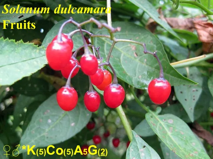 ♀♂*K(5)Co(5)A5G(2) Solanum dulcamara Fruits