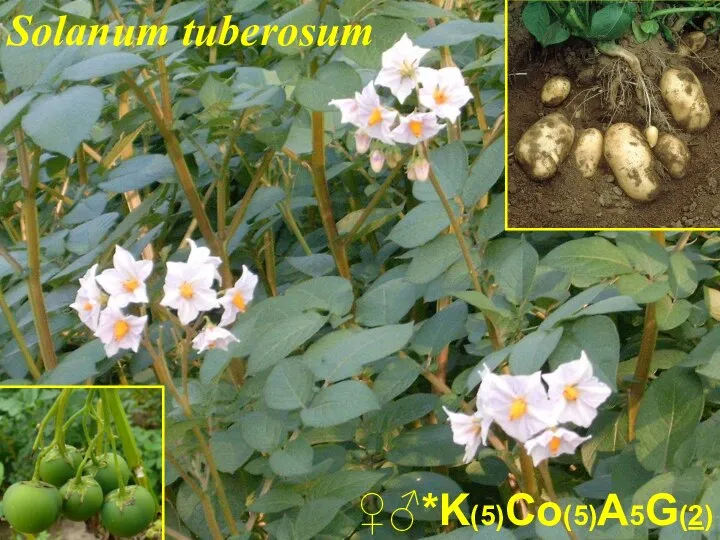 ♀♂*K(5)Co(5)A5G(2) Solanum tuberosum