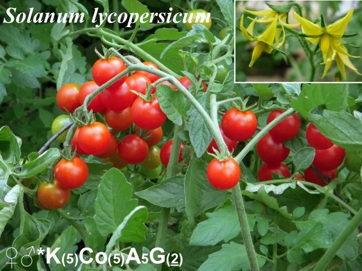 ♀♂*K(5)Co(5)A5G(2) Solanum lycopersicum