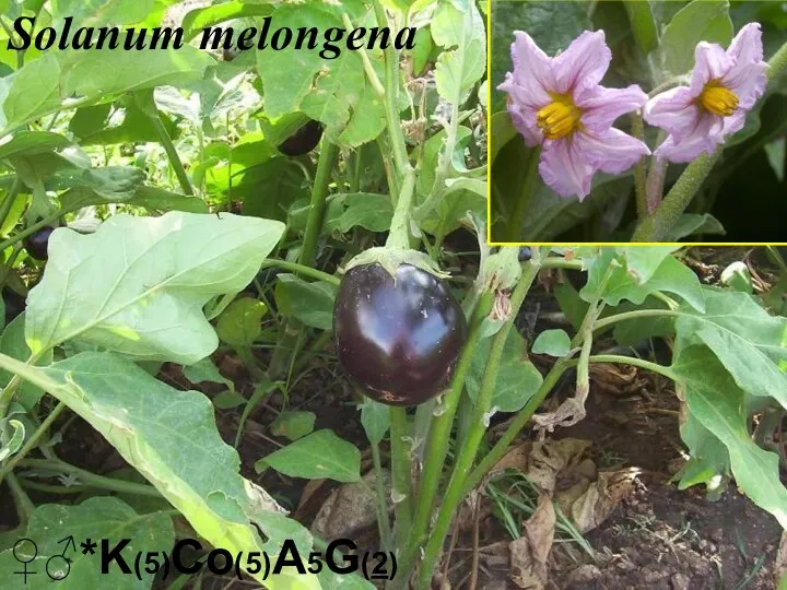 ♀♂*K(5)Co(5)A5G(2) Solanum melongena